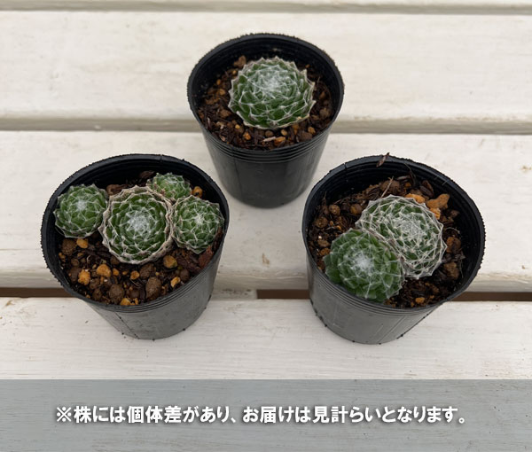 園芸ネット本店｜センペルビウム：大巻絹 2号ポット の通販【公式】