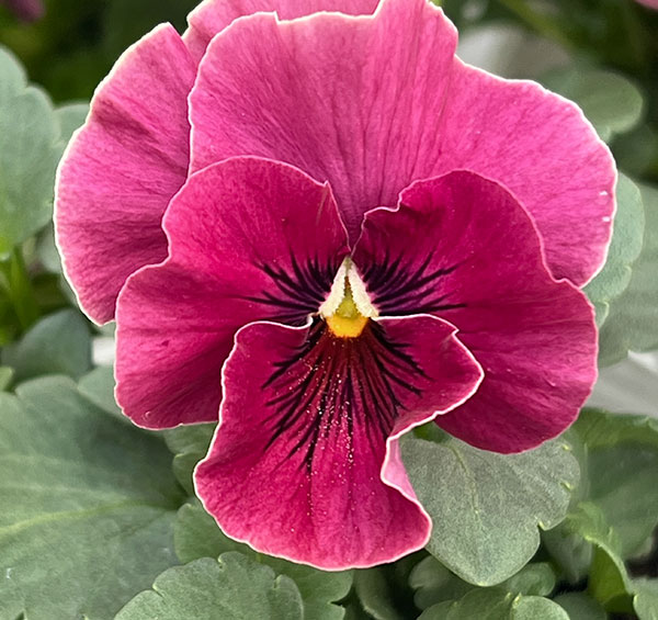 園芸ネット本店｜ビオラ（フリル咲き）：アーカイブ ピンク系3号ロング