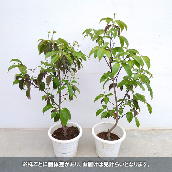 園芸ネット本店｜ヤマボウシ（常緑）：ホンコンエンシス月光6号ポット