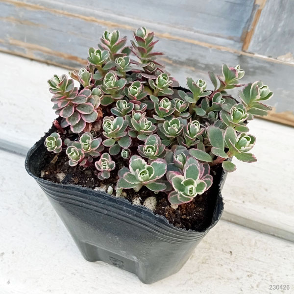 園芸ネット本店｜セダム：トリカラー2.5～3号ポット の通販【公式】