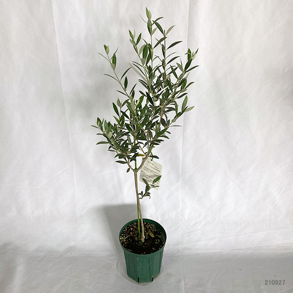 園芸ネット本店｜オリーブ：ミッション 5号ポット の通販【公式】