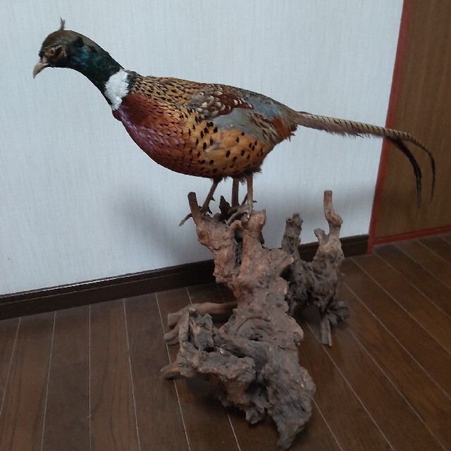 キジ オス 剥製 雉の剥製 Yahoo!オークション - キジ 雉 剥製 オス