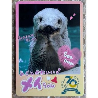 最終値下げ！鳥羽水族館 コレクションカード 70周年記念ラッコ キラ