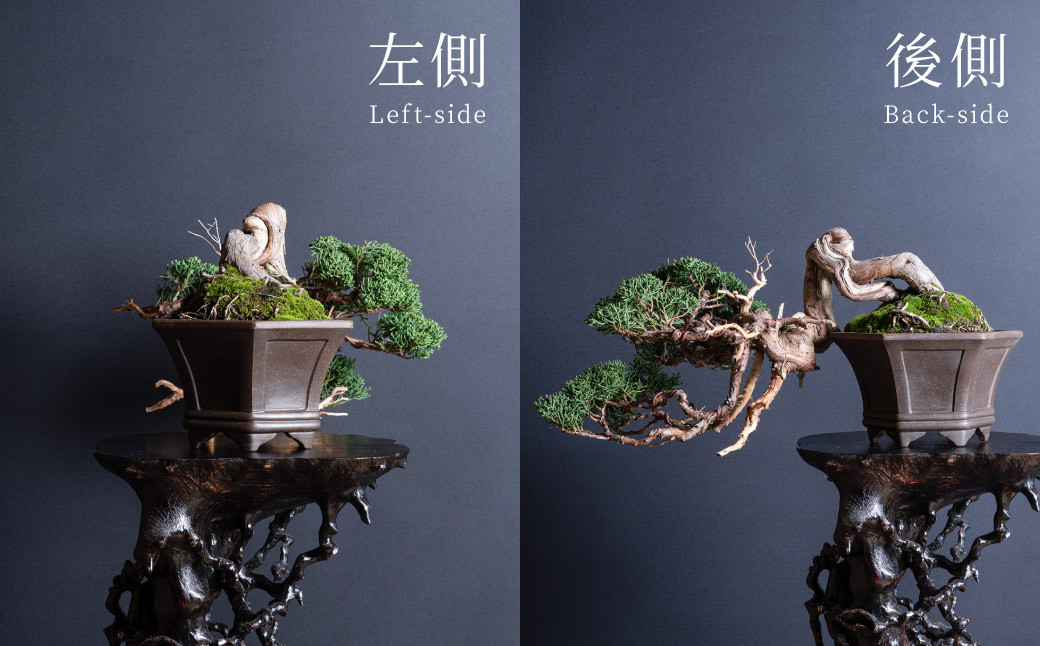 盆栽 翠松園 真柏 半懸崖 樹齢100年 - 兵庫県加西市｜ふるさとチョイス