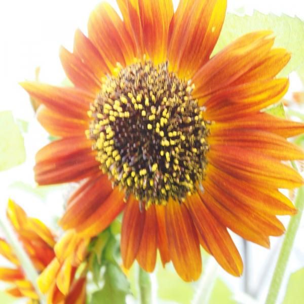 ひまわり 大輪 ベルベットクイーン 深紅の有機種子の販売｜グリーン