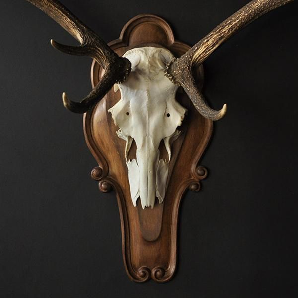 ハンティングトロフィー・アカシカ/フランスアンティーク雑貨 【Sibora】