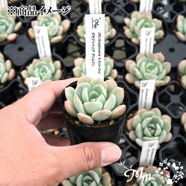 181:Graptoveria 'A Grim One'(グラプトベリア グリムワン