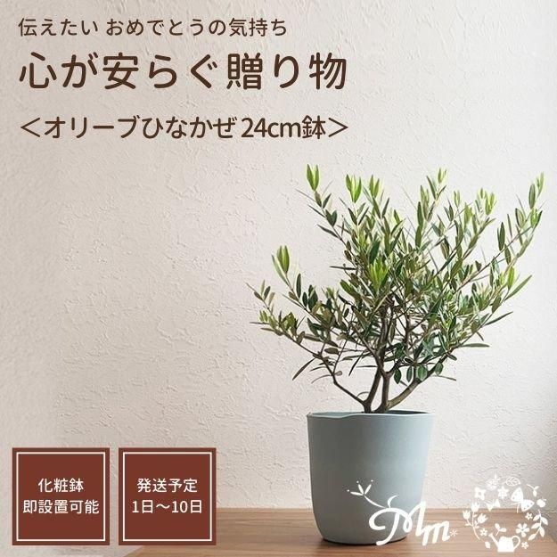 おめでとうの気持ち ギフト】 オリーブ：ひなかぜ(HINAKAZE) 24cm 鉢