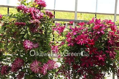 クレマチス専門ナーセリー 及川フラグリーン ルッテル（ルーテル）