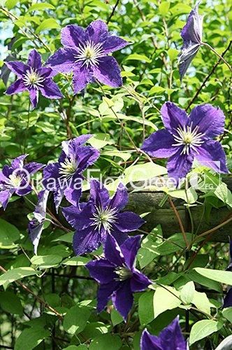 クレマチス専門ナーセリー 及川フラグリーン ウィズリー