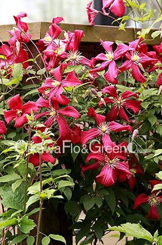 クレマチス専門ナーセリー 及川フラグリーン マダム・ジュリア