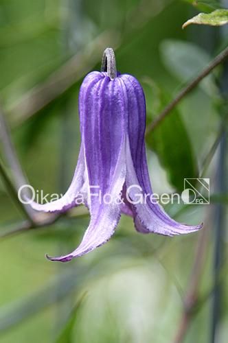 クレマチス専門ナーセリー 及川フラグリーン ウォーカーズ・ブルース