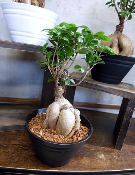 ガジュマル | 天使が宿る木 - 観葉植物専門店cocoha（ココハ）｜観葉