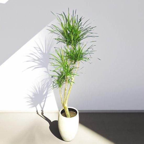 ドラセナ・コンシンネ｜陶器鉢 - Ricflower