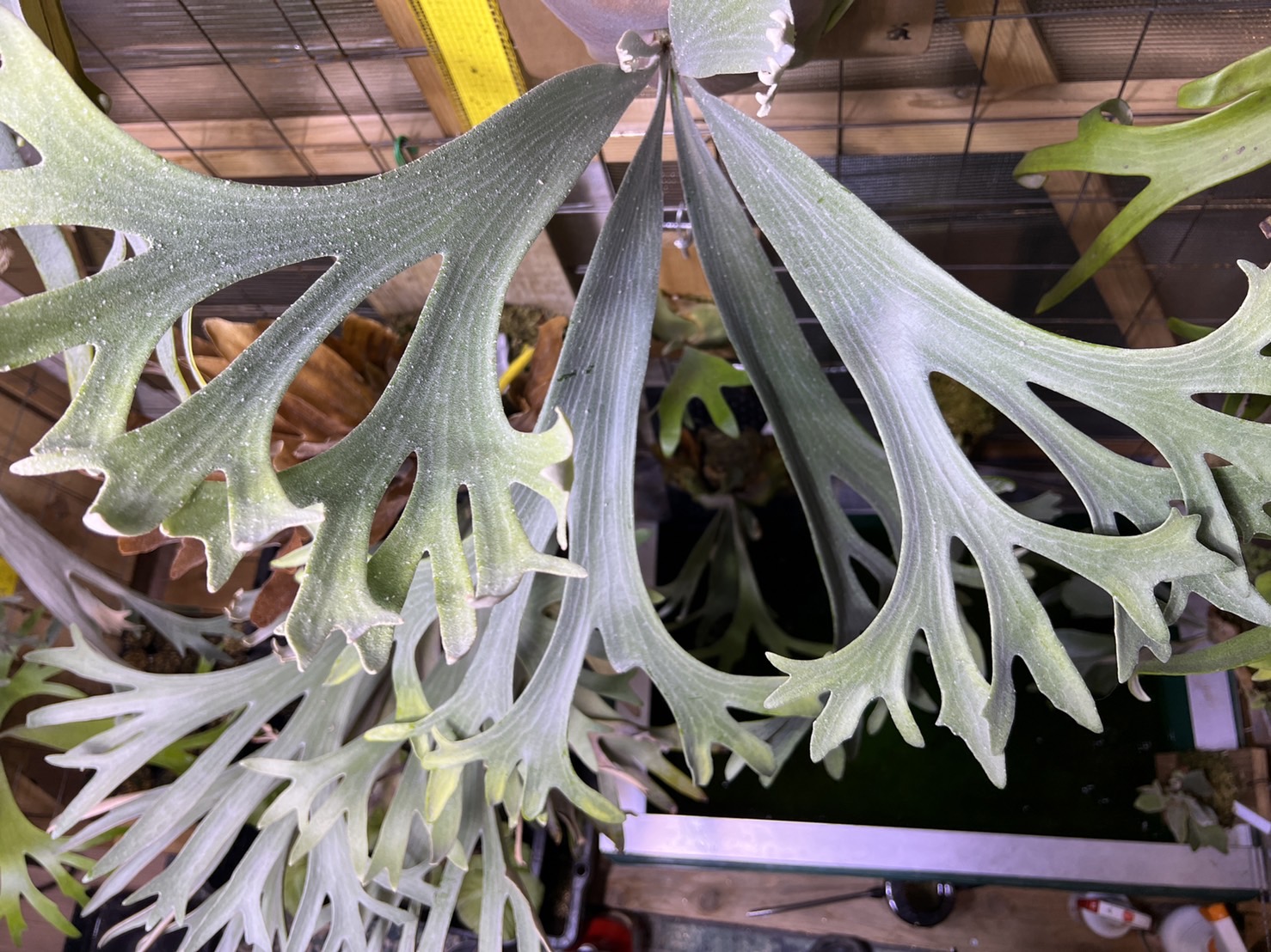 白いビカクシダ「E-1」の胞子葉と？