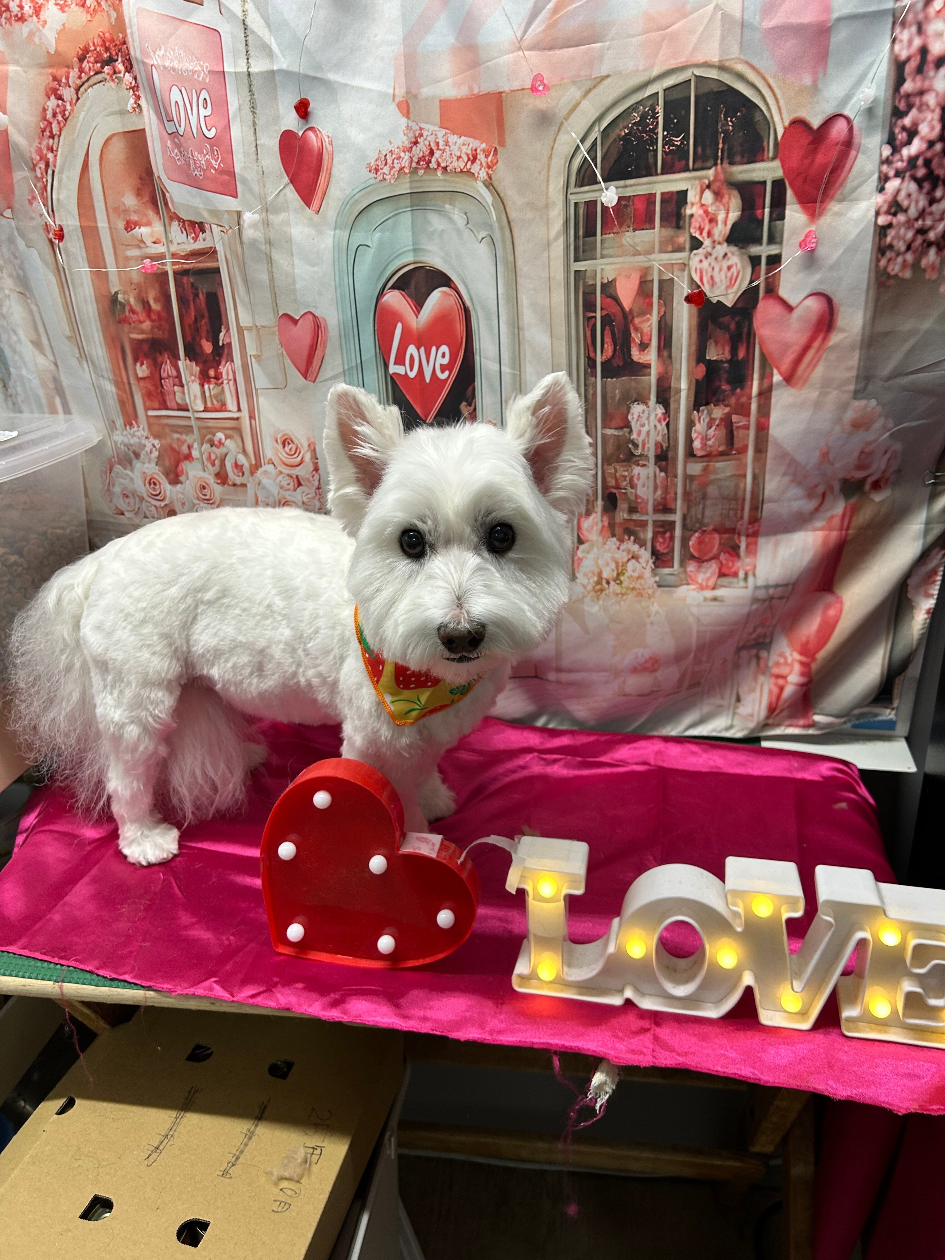 ウエストハイランドホワイトテリア – イヌと暮らす / 藤沢市の