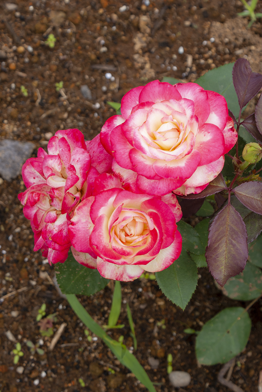 新しいバラ – 一本木公園バラの会