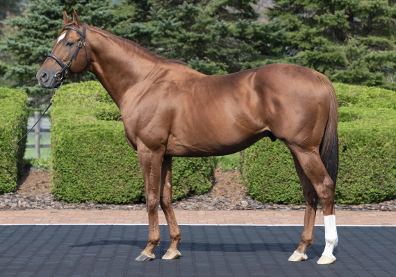 アニマルキングダム（USA）：日本軽種馬協会