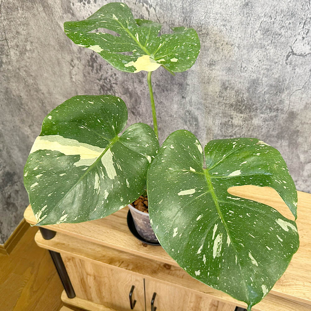 観葉植物「モンステラ タイコンステレーション」の育て方ガイド | 花
