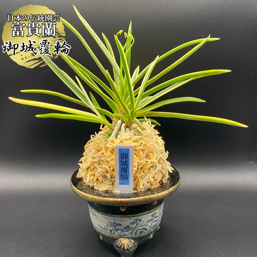 宝石のような観葉植物のお店 【Jewelry Plant】 父の日 富貴蘭 風蘭 蘭