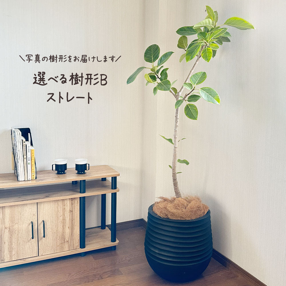 宝石のような観葉植物のお店 【Jewelry Plant】 ゴムの木 フィカス