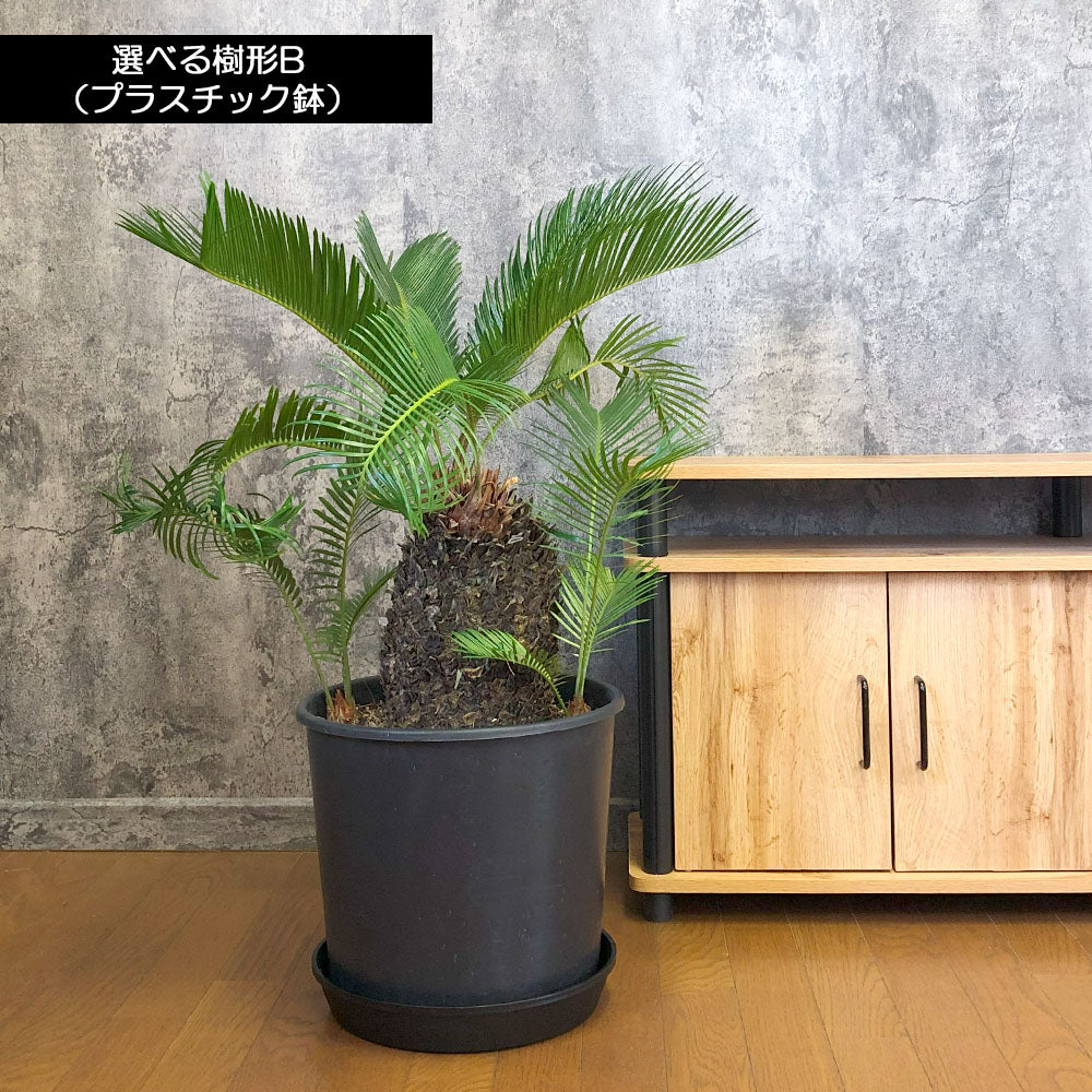 宝石のような観葉植物のお店 【Jewelry Plant】 ソテツ 11号 【現品