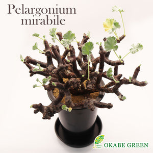 宝石のような観葉植物のお店 【Jewelry Plant】 ぺラルゴ二ウム