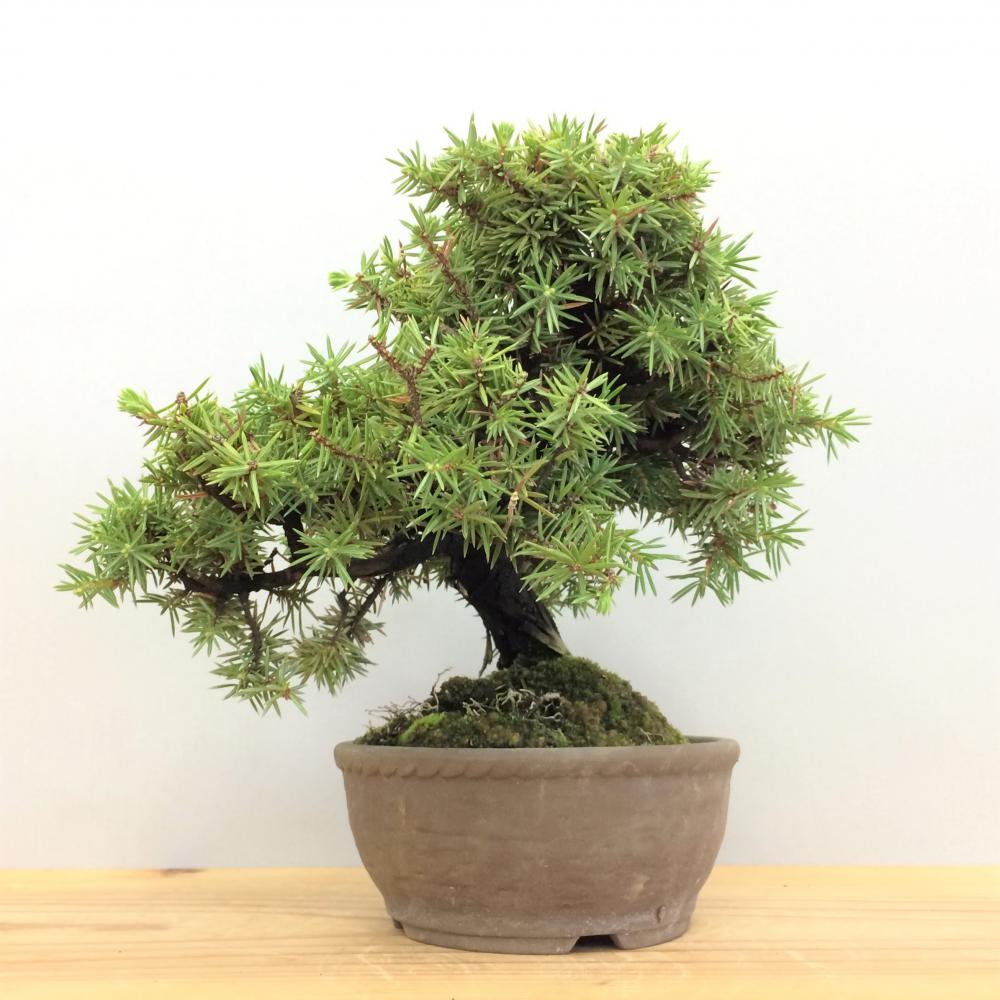 盆栽 八ツ房杜松/盆栽、多肉植物、塊根植物、観葉植物通販/KIDORI -キドリ-