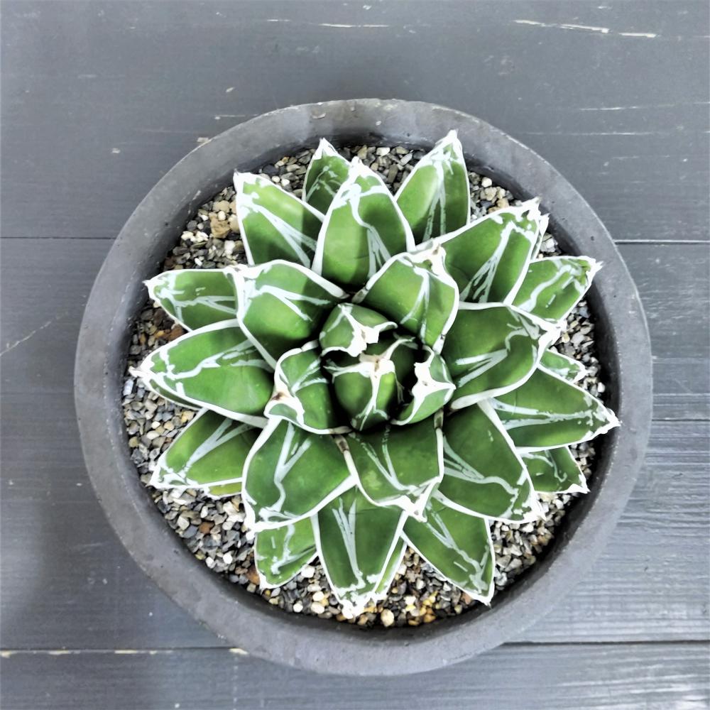 アガベ 笹の雪/盆栽、多肉植物、塊根植物、観葉植物通販/KIDORI -キドリ-