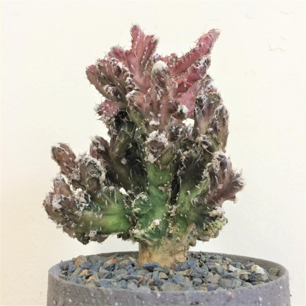 モンビレア 残雪の峰/盆栽、多肉植物、塊根植物、観葉植物通販/KIDORI