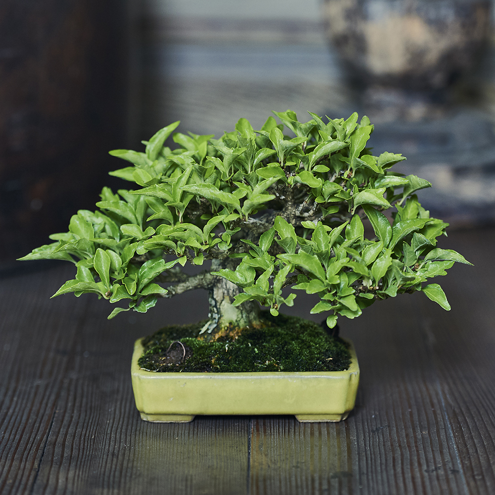 匂い楓・ニオイカエデ/盆栽、多肉植物、塊根植物、観葉植物通販/KIDORI