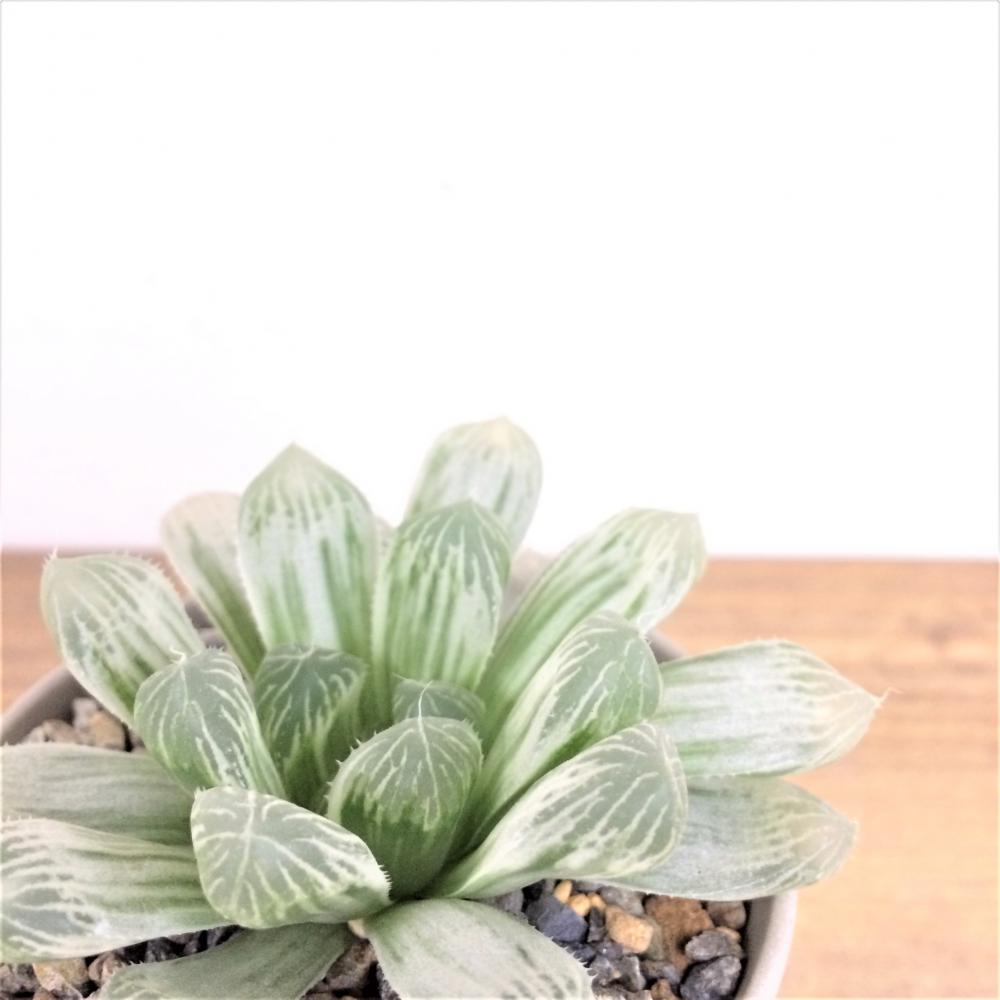 ハオルチア・ピリフェラ錦/盆栽、多肉植物、塊根植物、観葉植物通販