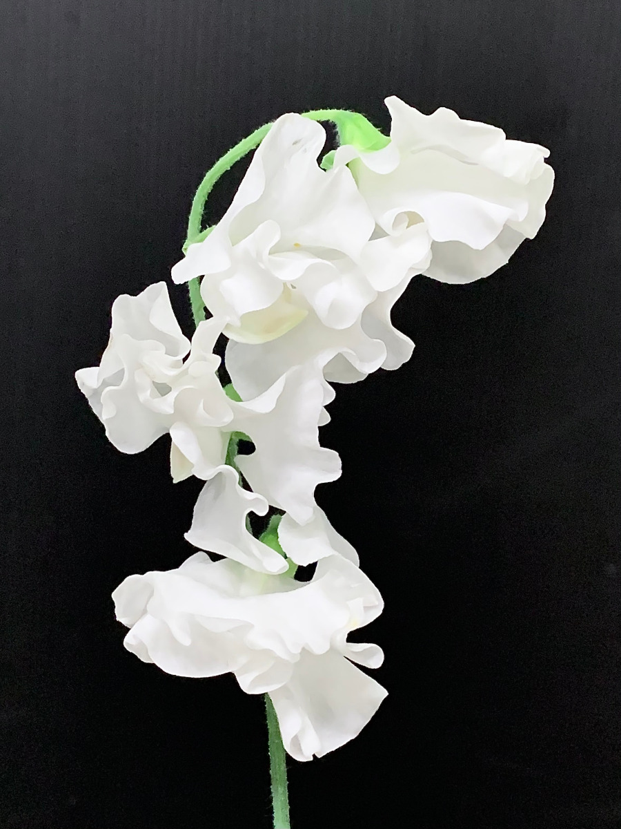 KOTA Photo スイトピー 白 | 九州大田花き