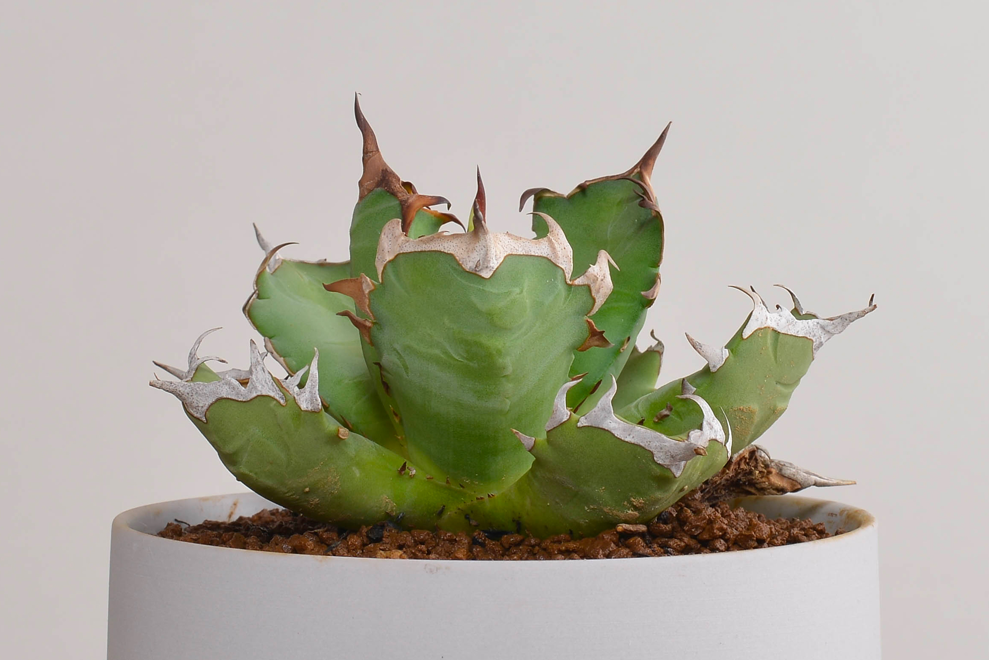 アガベ チタノタ｜姫厳竜 – 草物語｜公式ウェブサイト