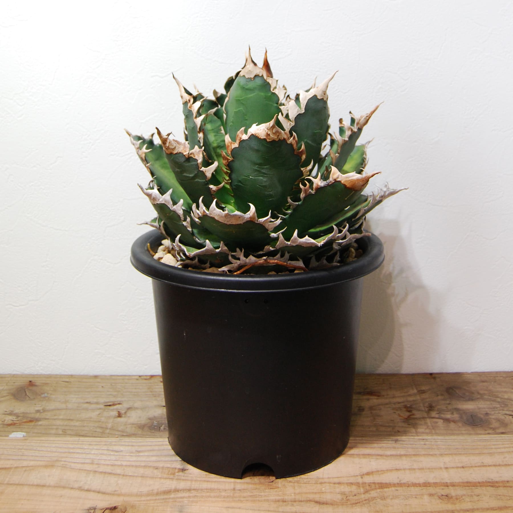 アガベ チタノタ レッド キャットウィーズル（赤猫）033 – linkplants