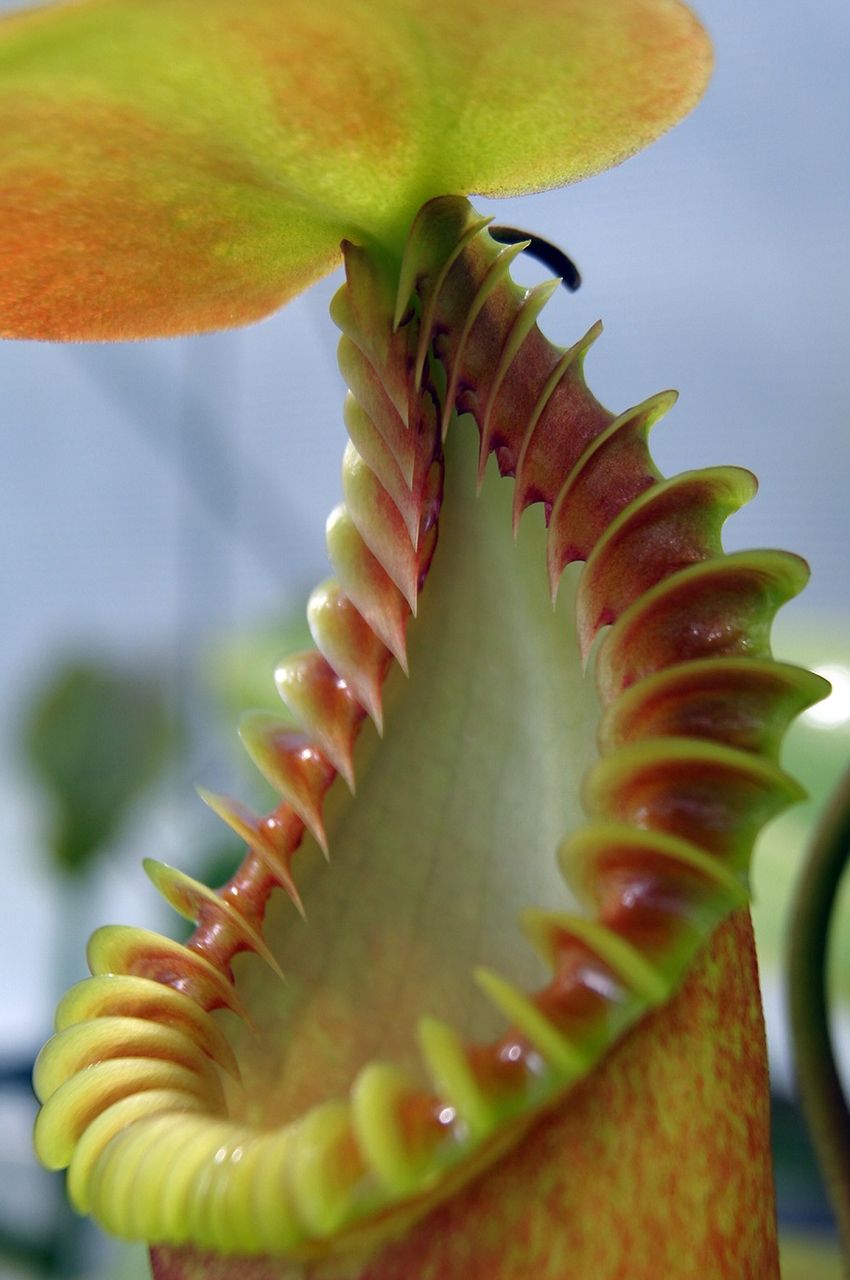 N.edwardsiana - yellow / G.Tambuyukon : fukuro