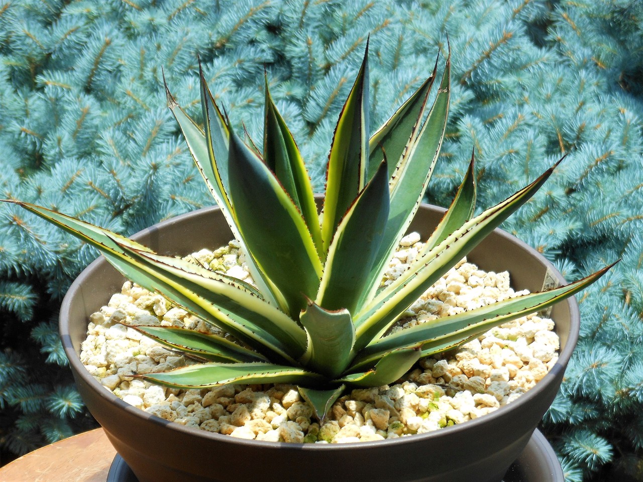 アガベ』【サングロー】（ブルーグロー黄覆輪） : 【BOTANICAL MAJESTY】