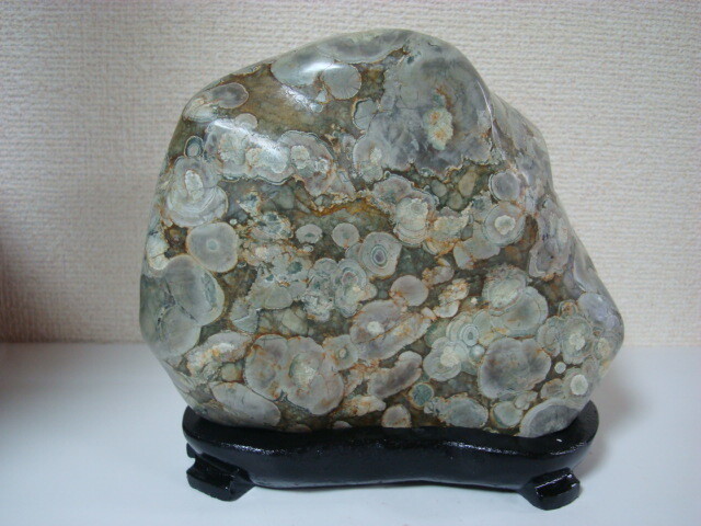 越前紋石 : 鑑賞石の世界 水石 美石 珍石 化石 白山紋石庵