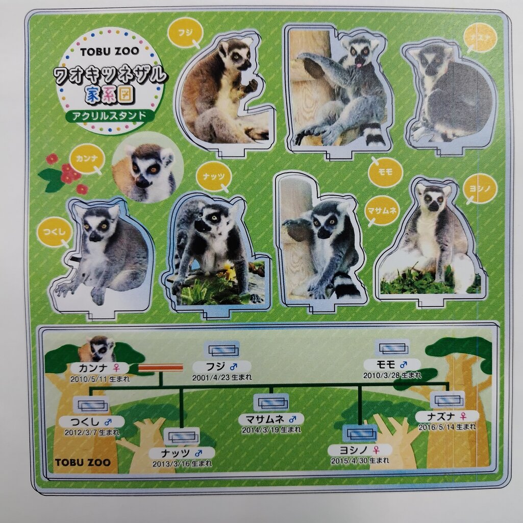 マダガスカル : 動物園の一日