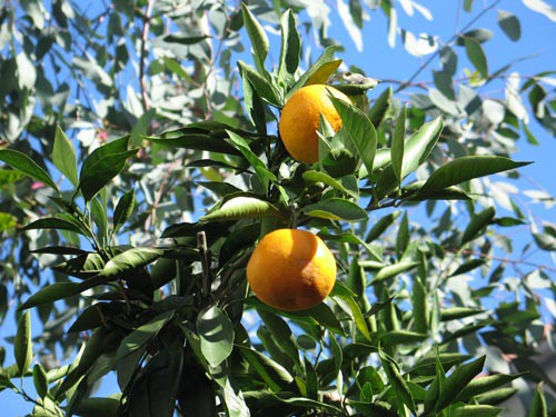 ミカンの木・・我が家の庭木（18） : Alex's Garden Party♪