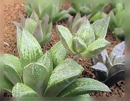 ハオルチアの”花仔”の処理 : カクタス・ニシの業務日誌Vol.2