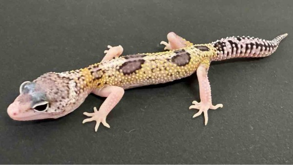 レオパ新着】豹紋堂！LONDON LEOPA！GECKOS ETC.！＋α : 爬虫類倶楽部