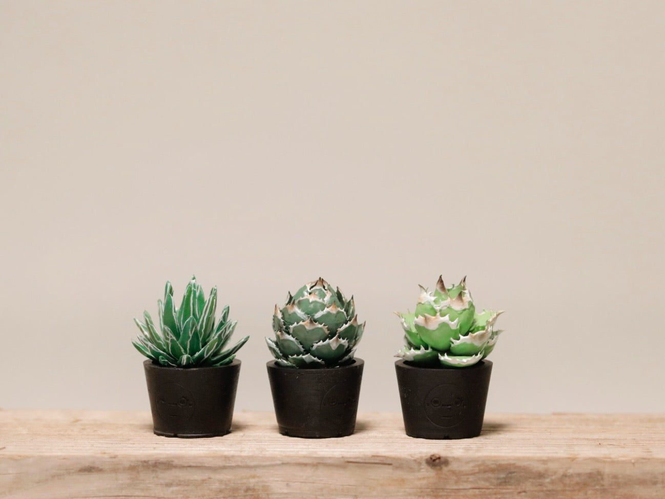 ミニチュア アガベCセット – LOBINDON