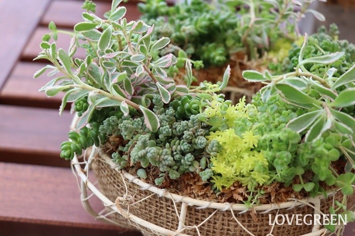 セダムの育て方・栽培方法 | LOVEGREEN(ラブグリーン)