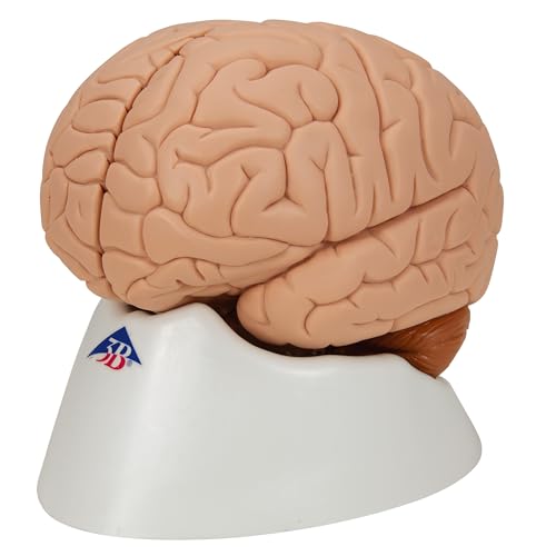 Amazon.co.jp: 脳の正中矢状面を観察できる脳模型 - 脳，2分解モデル