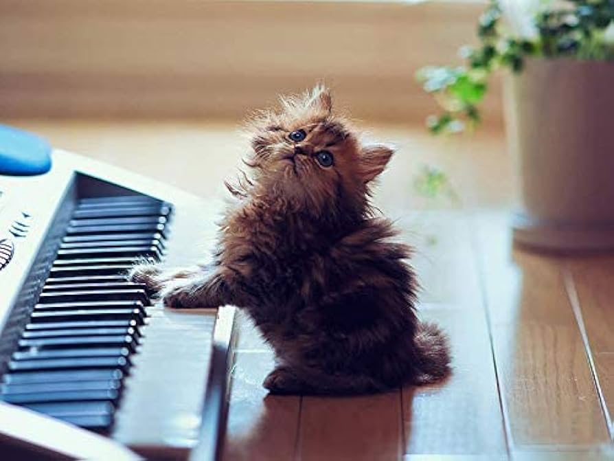 Amazon.co.jp: かわいい猫がピアノを弾く-大人の子供のための数字で