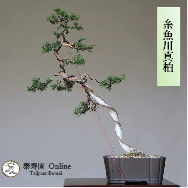 Amazon.co.jp: 糸魚川真柏 文人木 盆栽（捻転板幹）【泰寿園 Online