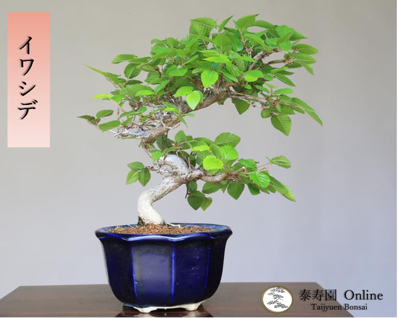 Amazon.co.jp: 『岩四手』イワシデ 小品盆栽【泰寿園 Online】 : DIY