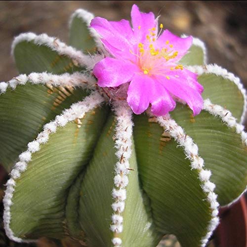 Amazon | 【種子】Aztekium Hintonii アズテキウム・ヒントニー◎1990