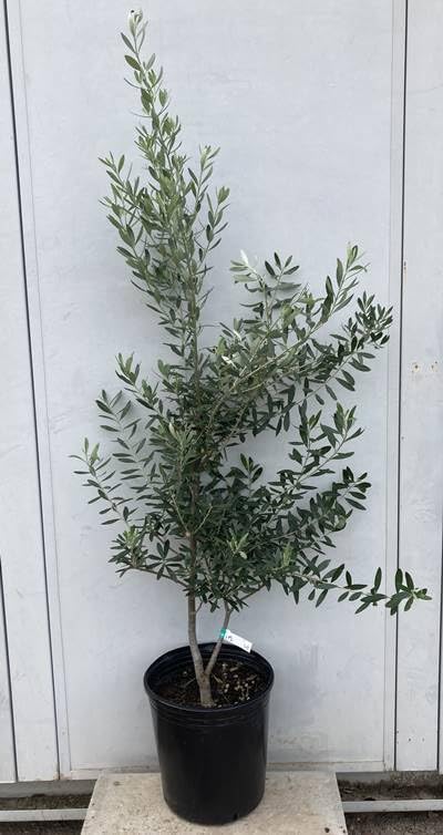 オリーブの木 シプレシーノ 約180cm NO.1917 大型 現品掲載 古木